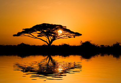 Fototapeta African tree 24122